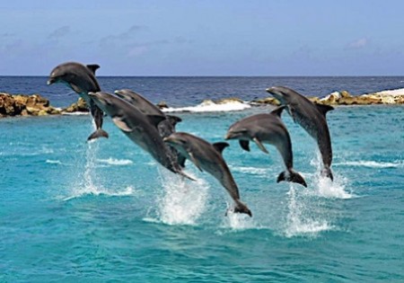 ACTIVITEITEN CURACAO